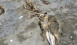 Ο… περίεργος σκελετός τριών μέτρων που ξεβράστηκε σε παραλία της Κρήτης [εικόνες]