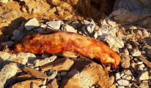 Νεκρή φώκια ξεβράστηκε στην παραλία της Χρυσής Ακτής Πάρου