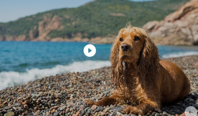 Σκύλος στη θάλασσα - Τι επιτρέπεται βάσει νόμου