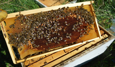 Η ζωή στον πλανήτη βασίζεται πάνω τους: Ενδιαφέρουσες αλήθειες με αφορμή την Παγκόσμια Ημέρα Μέλισσας