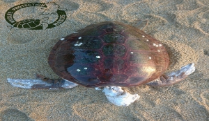 Νέα «δολοφονία» θαλάσσιας χελώνας στη Νάξο!
