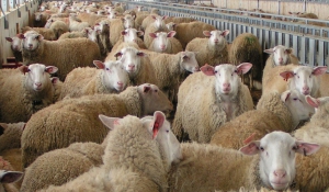 Εμφάνιση κρουσμάτων ευλογιάς σε πρόβατα - Μέτρα προφύλαξης και βιοασφάλειας: