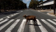 Απίστευτες εικόνες σε όλο τον κόσμο: Αγρια ζώα μέσα στις πόλεις!