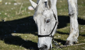 Θεσσαλονίκη: Άλογο… καλπάζει ελεύθερο στους δρόμους της πόλης