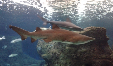 Cretaquarium: Τα θαύματα του βυθού - ;Ένα ένα από τα μεγαλύτερα και πλουσιότερα ενυδρεία στην Ευρώπη