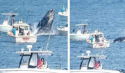 Φάλαινα πήδηξε έξω από το νερό και χτύπησε σκάφος στη Μασαχουσέτη - Δείτε βίντεο