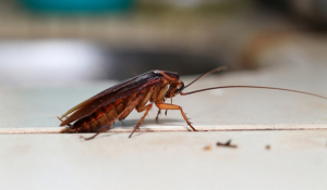 Κατσαρίδες κατακλύζουν τη Λάρισα -Διαμαρτύρονται οι πολίτες