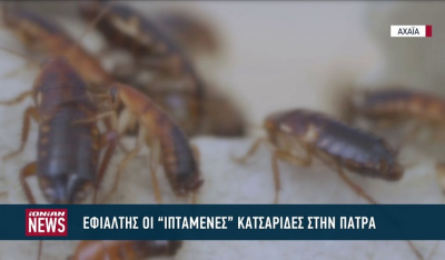 Εφιάλτης οι "ιπτάμενες" κατσαρίδες για τους κατοίκους της Πάτρας (Βίντεο)