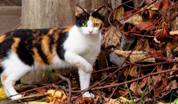 Πώς να κρατήσετε τη γάτα σας ασφαλή την άνοιξη