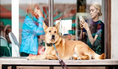 Στη Θεσσαλονίκη δημιούργησαν το Doggo: Το πρώτο facebook για σκύλους!