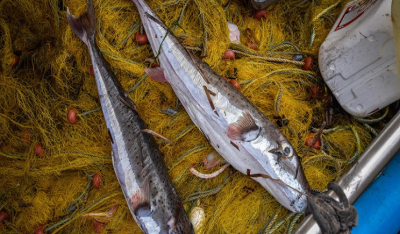 Ετοιμάζεται νέο πιλοτικό πρόγραμμα για να αντιμετωπιστεί το πρόβλημα με τους λαγοκέφαλους και τα τοξικά είδη στις ελληνικές θάλασσες