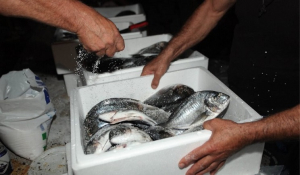 Η Τουρκία «πιέζει» και τα ελληνικά ψάρια