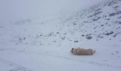Επιστροφή στον χειμώνα: Κατάλευκο τοπίο από το χιόνι έστησε ο καιρός στα Ιωάννινα