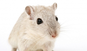 Επιστήμονες αποκατέστησαν την όραση σε τυφλά ποντίκια
