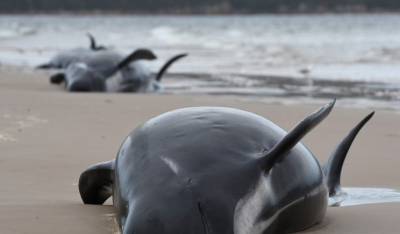 Τασμανία: 380 από τις 470 φάλαινες που εξώκειλαν είναι νεκρές!