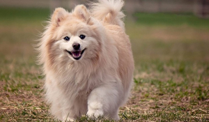 Κορονοϊός: Πέθανε ο πρώτος σκύλος που ήταν θετικός στον ιό