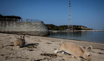 Ανεξέλεγκτη αύξηση πληθυσμού κουνελιών στην Πάρο