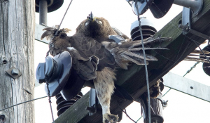 Οι αετοί πεθαίνουν… στα ηλεκτροφόρα καλώδια