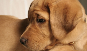Πως να σταματήσετε το κλαψούρισμα του σκύλου σας
