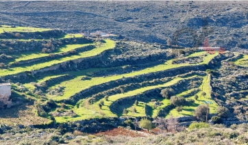 Πάρος: Ανοιξιάτικες εικόνες στο νησί! – Η παριανή φύση ξύπνησε και είναι στα καλύτερά της (Βίντεο)