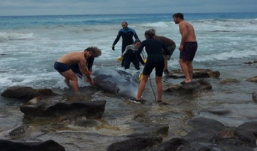 Εκβρασμός 2 Ζιφιών στην Κέρκυρα κατά τη διάρκεια Σεισμογραφικών Ερευνών