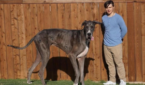 Πέθανε ο Δίας, ο ψηλότερος σκύλος του κόσμου - Είχε μπει στο βιβλίο Γκίνες