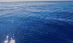 Βίντεο: Δελφίνια κολυμπούν στα νερά του Αιγαίου -Μεταξύ Μήλου και Σίφνου