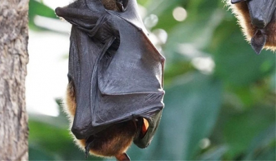 Τέλος στη συνωμοσιολογία! Νέα επιστημονική ανακάλυψη «ενοχοποιεί» τις νυχτερίδες για την νόσο Covid – 19…