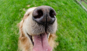 Απίστευτο το πόσα «πιάνει» η μύτη του σκύλου – Μυρίζει την ασθένεια και όχι μόνο