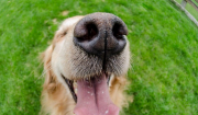 Απίστευτο το πόσα «πιάνει» η μύτη του σκύλου – Μυρίζει την ασθένεια και όχι μόνο