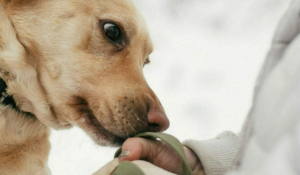 Τι μπορούν να καταλάβουν οι σκύλοι όταν μυρίζουν τους ανθρώπους