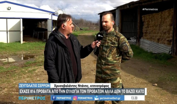 Σέρρες: Κτηνοτρόφος παραμένει στον τόπο του για να ξαναδημιουργήσει από την αρχή το κοπάδι του (βίντεο)