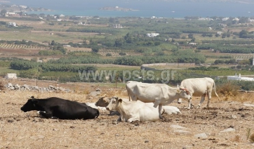 Γενική συνέλευση πολιτιτιστικού συλλόγου Αγκαιριανών