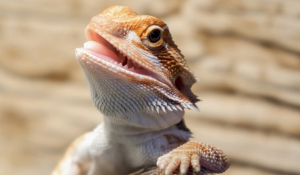 Bearded Dragons – 10 άγνωστες αλήθειες για το ερπετό-κατοικίδιο που γίνεται όλο και πιο δημοφιλές