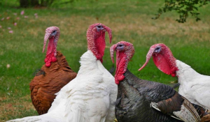 Βρετανία: Χωρίς γαλοπούλες τα Χριστούγεννα; 600.000 πέθαναν από τη γρίπη των πτηνών