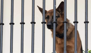 ΗΠΑ: Εκτός Λευκού Οίκου ο σκύλος του Μπάιντεν που επιτέθηκε και δάγκωσε μυστικούς πράκτορες