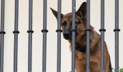ΗΠΑ: Εκτός Λευκού Οίκου ο σκύλος του Μπάιντεν που επιτέθηκε και δάγκωσε μυστικούς πράκτορες