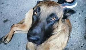 Σκότωσαν τον σκύλο του με φόλα και προσφέρει 500 ευρώ σε όποιον γνωρίζει περισσότερα