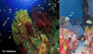 Κοραλλιγενείς Οικότοποι – Προστατεύοντας το Κρυμμένο Μυστικό Του Αιγαίου