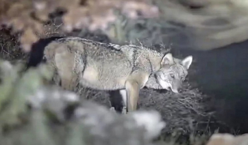 Δείτε βίντεο με τους λύκους στην Πάρνηθα -«Πλησιάζουν πλέον σε περιοχές με ανθρώπινη παρουσία»