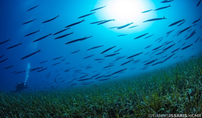 Στην Αθήνα το πρώτο Ελληνικό Φόρουμ για τα Θαλάσσια Λιβάδια, συμπεριλαμβανομένης της Ποσειδωνίας