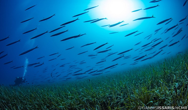 Στην Αθήνα το πρώτο Ελληνικό Φόρουμ για τα Θαλάσσια Λιβάδια, συμπεριλαμβανομένης της Ποσειδωνίας