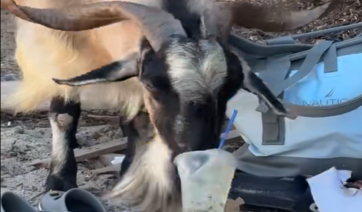 Κατσίκα πίνει μοχίτο σε παραλία της Κρήτης και γίνεται viral, δείτε βίντεο