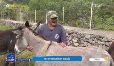 Γηροκομείο για γαϊδουράκια: Ζώα εργασίας με... σύνταξη αγάπης (βίντεο)