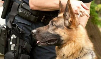 Μύκονος: Ο αστυνομικός σκύλος "μύρισε" τα ναρκωτικά