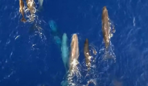 Εξαιρετικά βίντεο απο τη ζωή των φαλαινών στις Ελληνικές θάλασσες