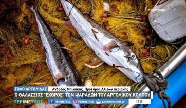 Αργολίδα: Οι λαγοκέφαλοι απειλούν το θαλάσσιο οικοσύστημα - Σε απόγνωση οι ψαράδες (βίντεο)