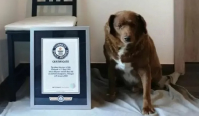 Ο γηραιότερος σκύλος των Ρεκόρ Γκίνες, ο 30χρονος Bobi, ξέφυγε δύο φορές από το θάνατο