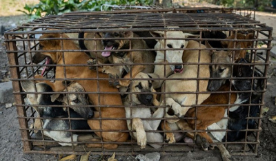 Εικόνες φρίκης στην Καμπότζη: Δεκάδες σκύλοι στοιβαγμένοι σε κλουβιά καθ’ οδόν προς το σφαγείο