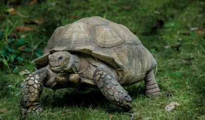 Πόσα χρόνια ζουν οι χελώνες – Τι να κάνετε για να επιμηκύνετε τη ζωή τους
